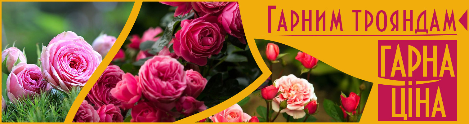 ������ �������� � ����� ����!