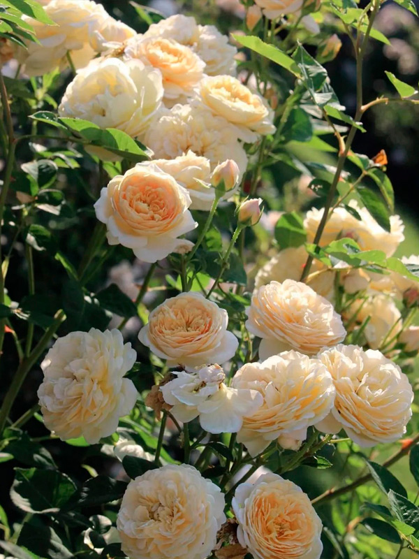 ���� ������� �������� (Teasing Georgia) ����������