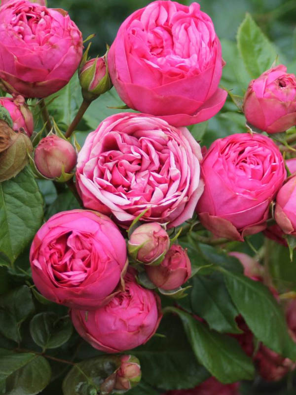 Троянда англійська Пінк Піано (Pink Piano)