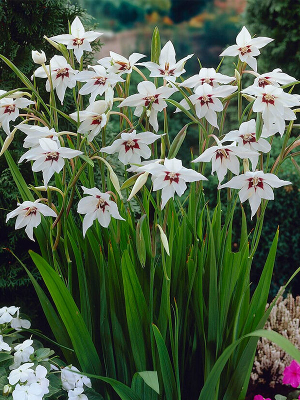 �������� Murielae 8/10