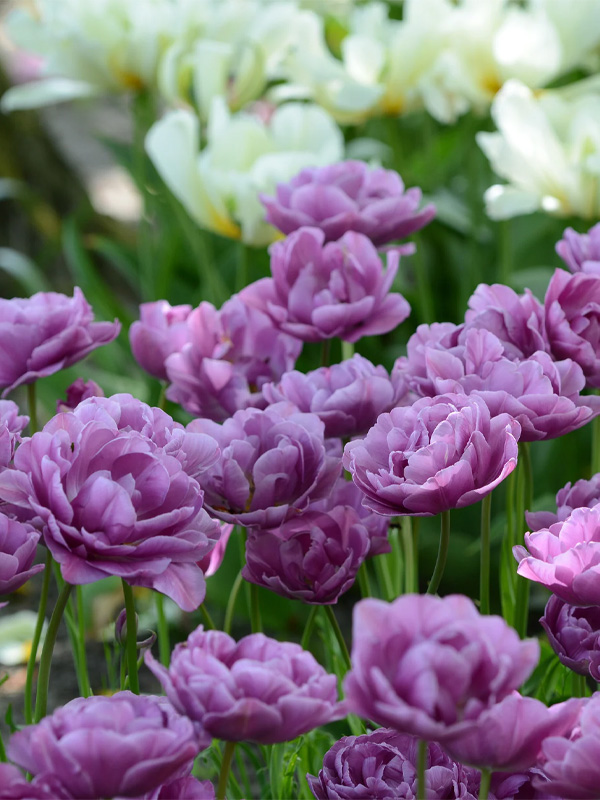  Lilac Perfection - 10/11 