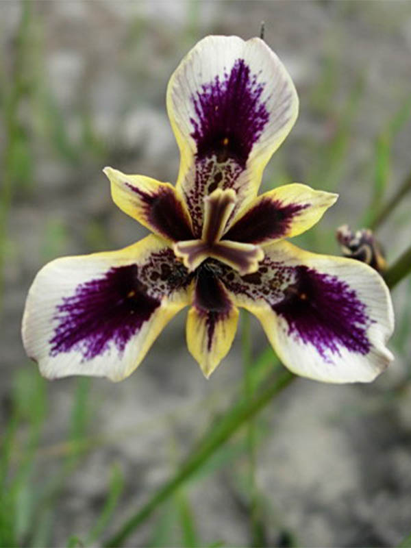 ����� ��� 5+