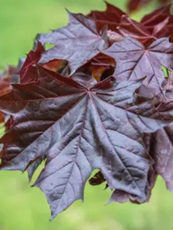 ���� ������������ Royal Red �5