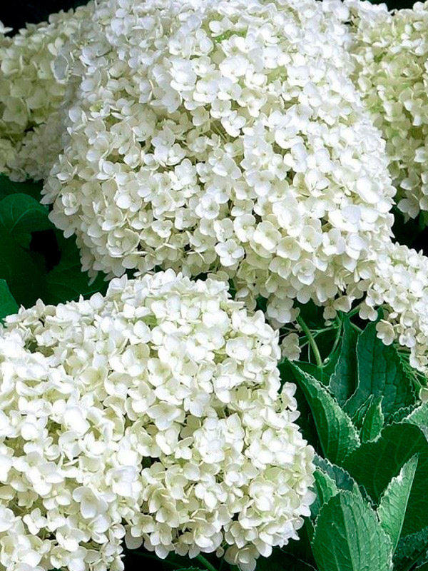 ��������� �������� (Annabelle) ����������� 25-35 �� C3