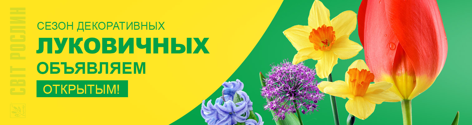 Сезон декоративных луковичных объявляем открытым!  Сезон декоративных луковичных объявляем открытым!