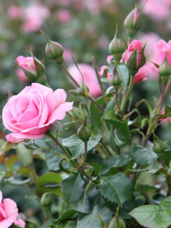 Роза флорибунда лили марлен фото и описание