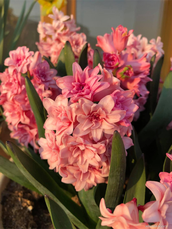 ó    (Spring Beauty) 14/15