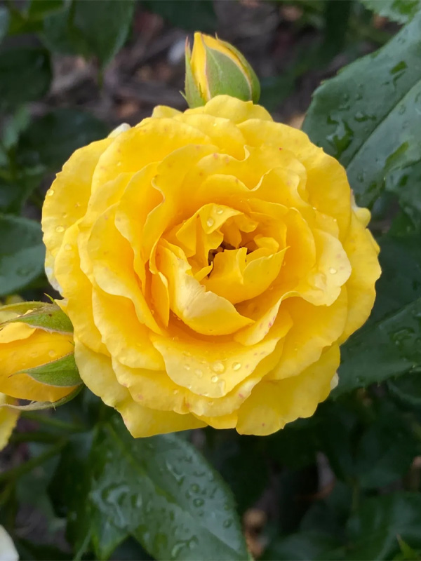     (Yellow doll)