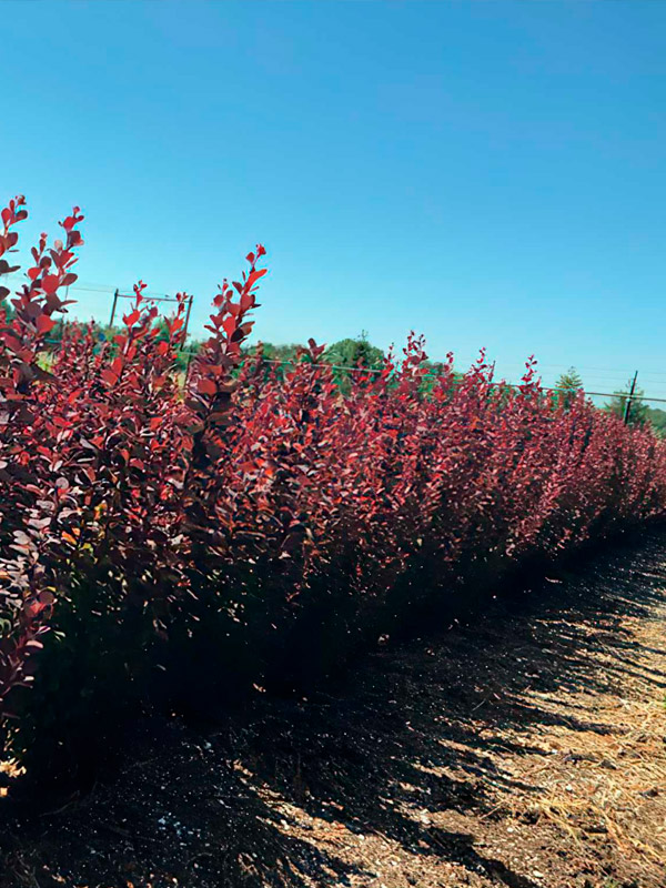 �������� �������� ����� ������� Chocolate Summer �9