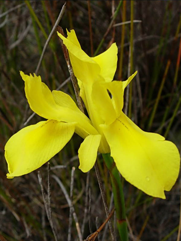 ����� ��� 5+