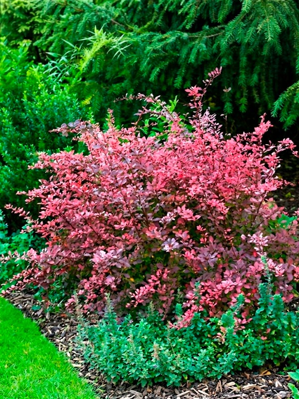 �������� �������� ���� ���� Rose Glow C2