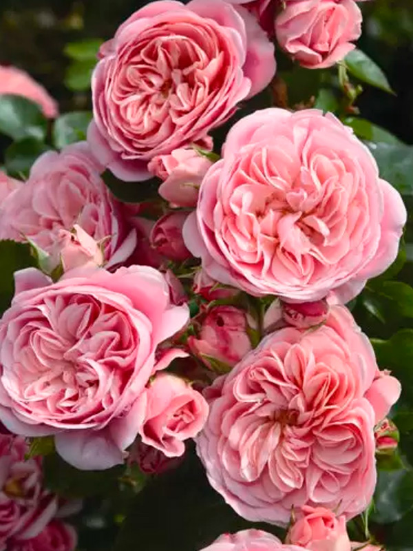 ������� �������� (Bailando) ���������