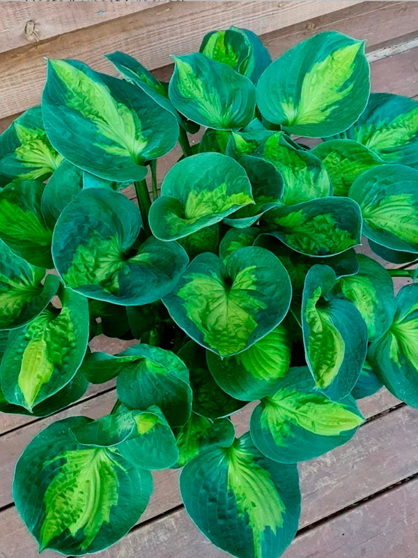 ����� ������ ����� (Sunset Grooves)