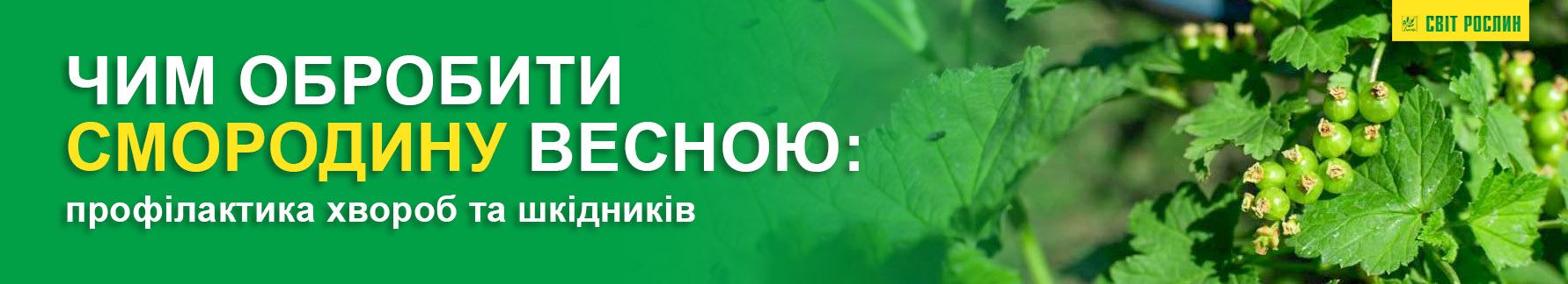 Чем обработать смородину весной: профилактика болезней и вредителей Чем обработать смородину весной: профилактика болезней и вредителей