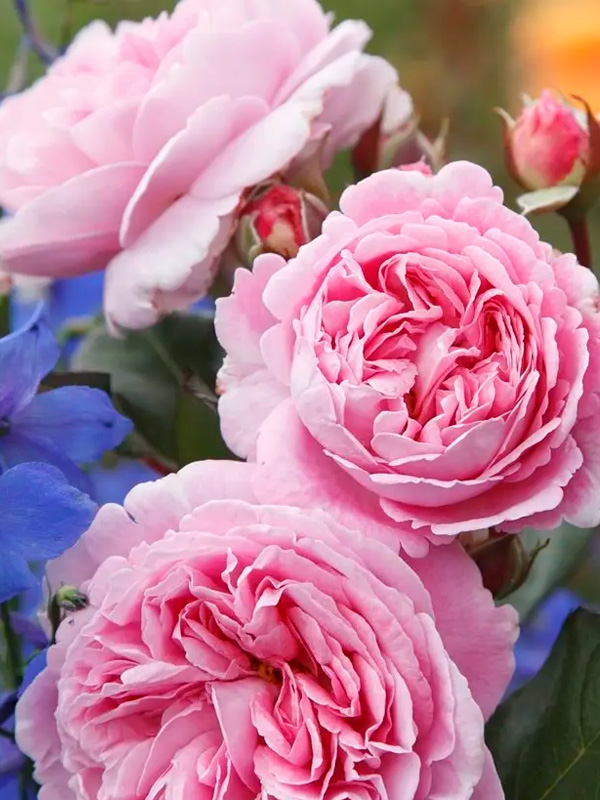 ���� ����� ��������� (Marie Henriette) ����������