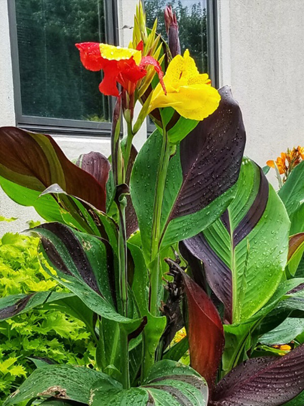 ����� Cleopatra 