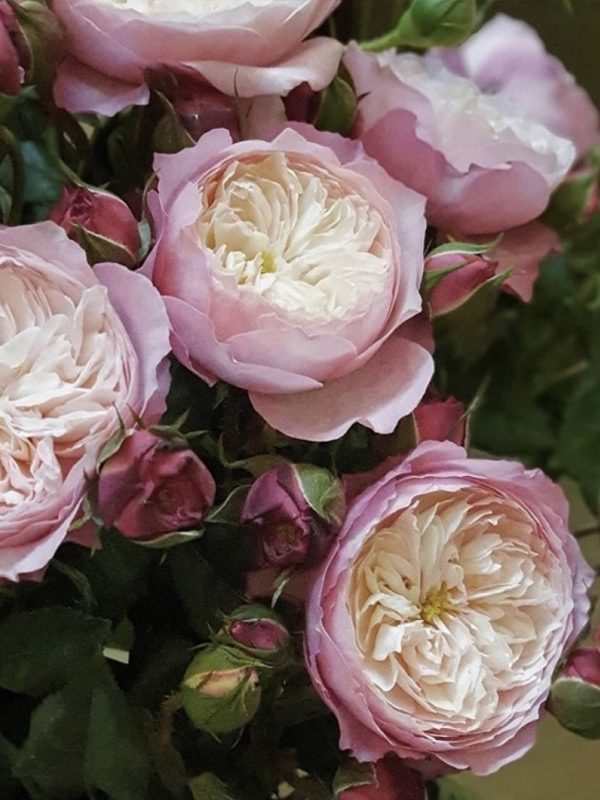 ������� ���������� (Constance) ��������� �3