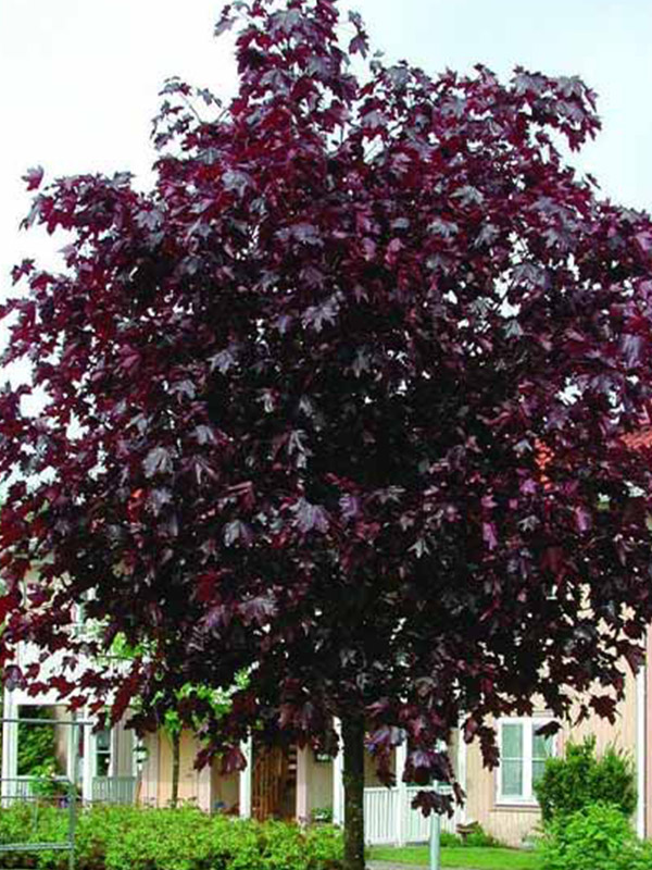 ���� ������������ Royal Red �5