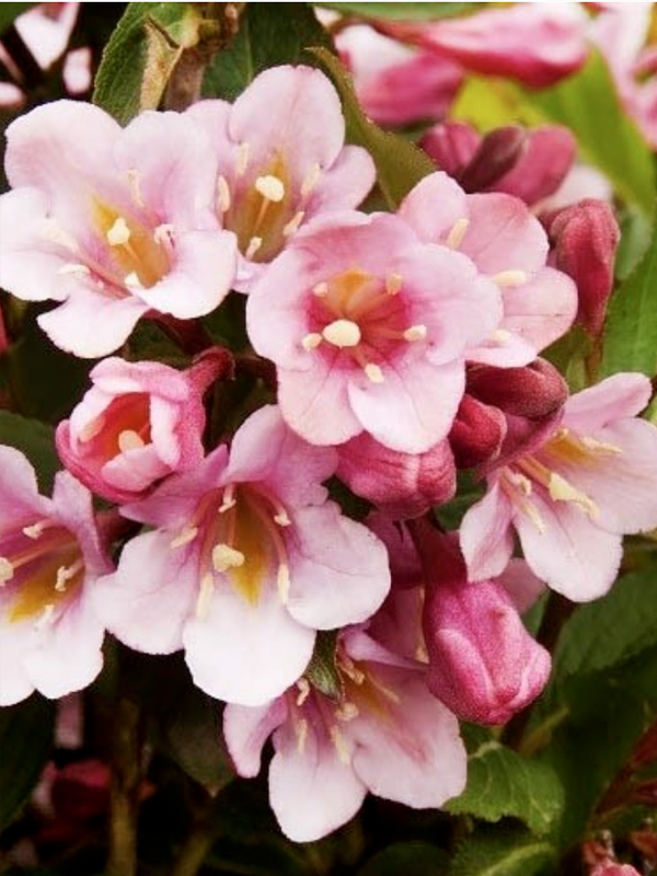 ������� ����� Tango ������ �2