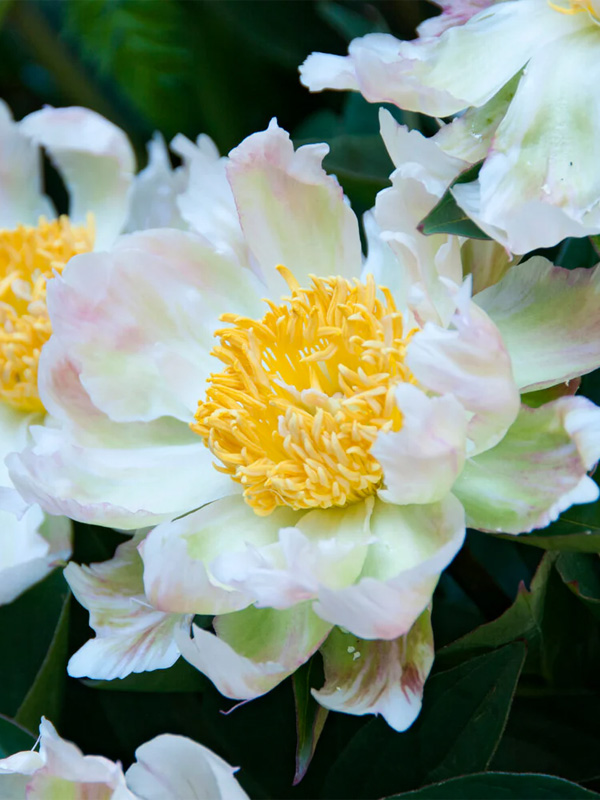 ϳ   (Green Lotus) 2/3