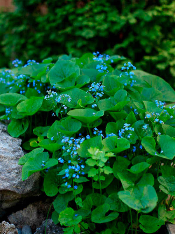 ������� �����������