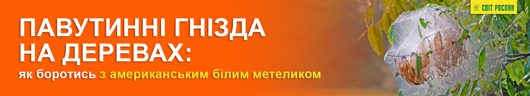 Паутинные гнезда на деревьях – как бороться с американской белой бабочкой Паутинные гнезда на деревьях – как бороться с американской белой бабочкой