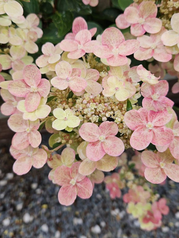    (Polestar) 3