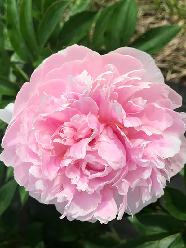     (Sarah Bernhardt Select) 3 