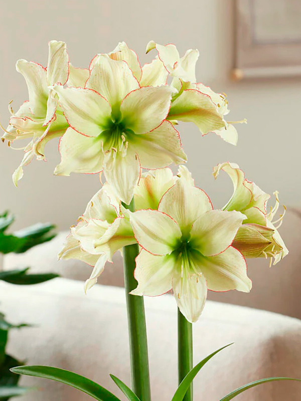 ó��������� Lemon Cream 26/28