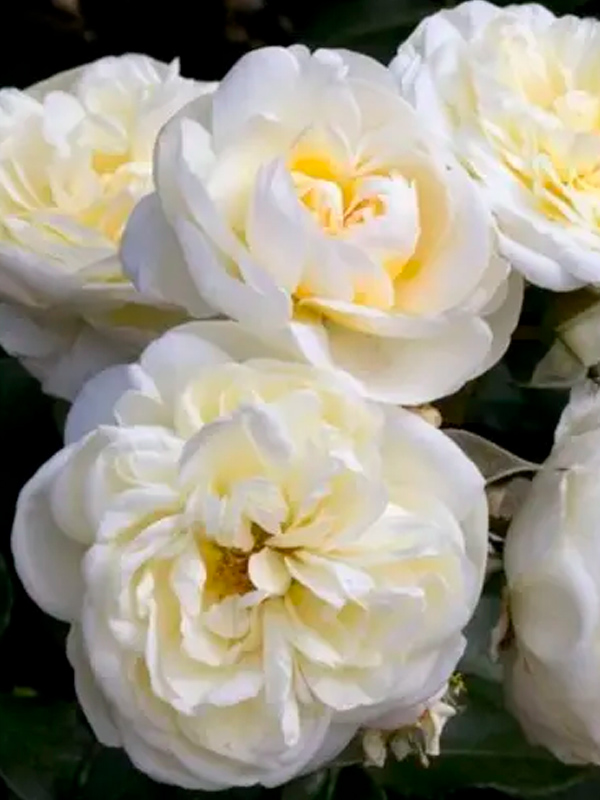 ���� ���� ��������� (Lady Romantica) ����������