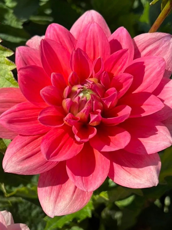 �������� Berliner Kleene 