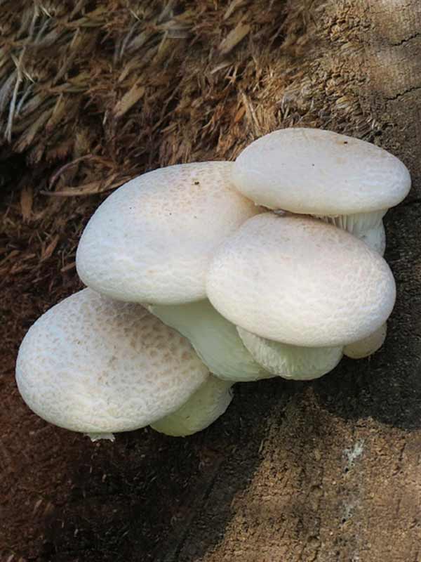 Белые вешенки грибы. Pleurotus dryinus. Вешенка рожковидная Pleurotus cornucopiae. Вешенка дубовая. Вешенка дубовая съедобная.