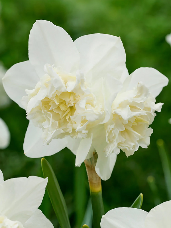  White Marvel 
