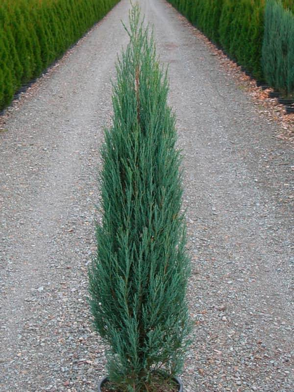 ������ �������� Blue Arrow �3
