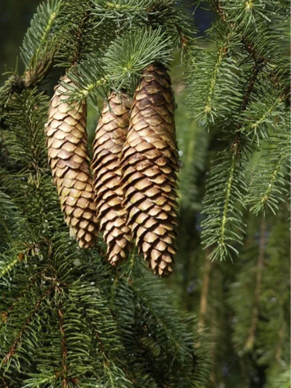 ����� �������� ����������� C18