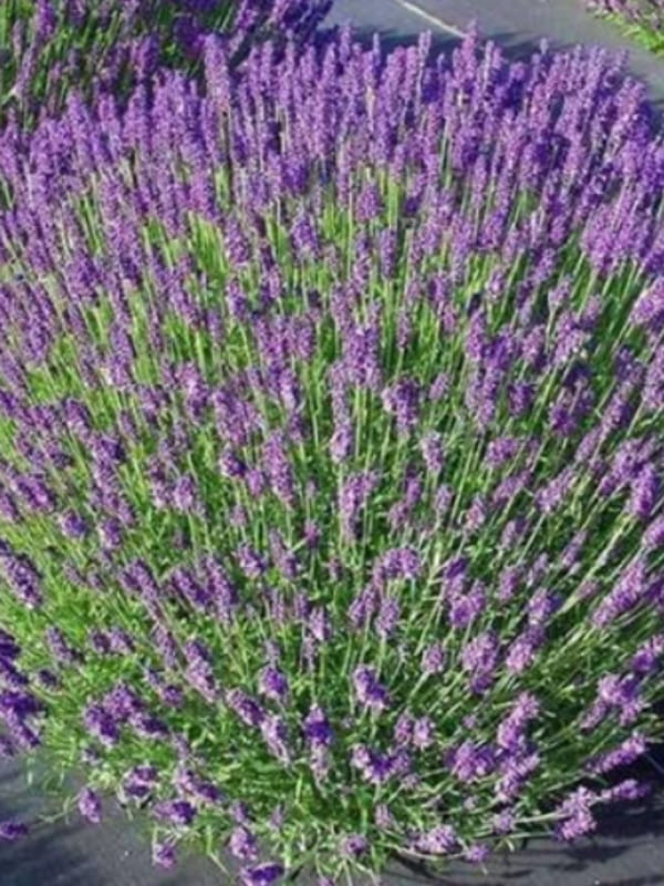 ������� �����������