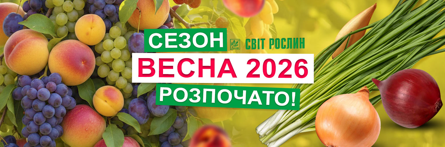 �������� ����� ����� �����2026