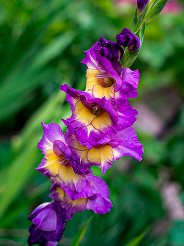 �������� Circus Color 14+