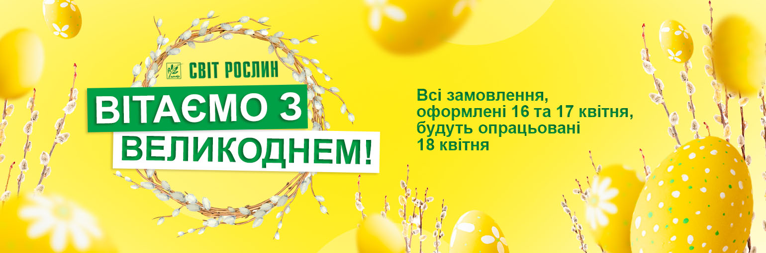 ������ ������ �� �����