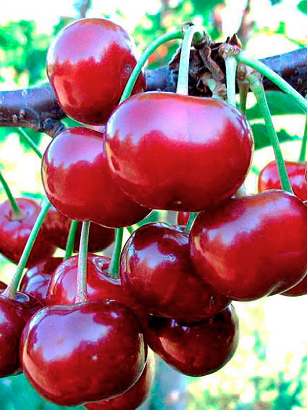 ����� ���� ������������ �������