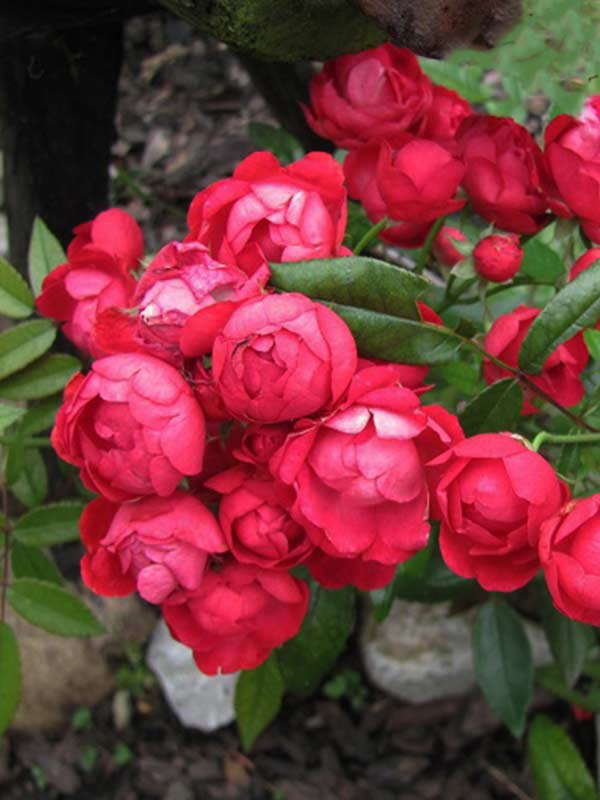 Роза полиантовая фото в саду