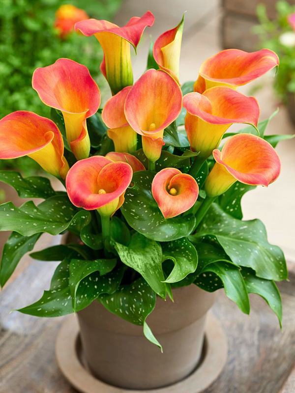 ����� Osorno 14/16