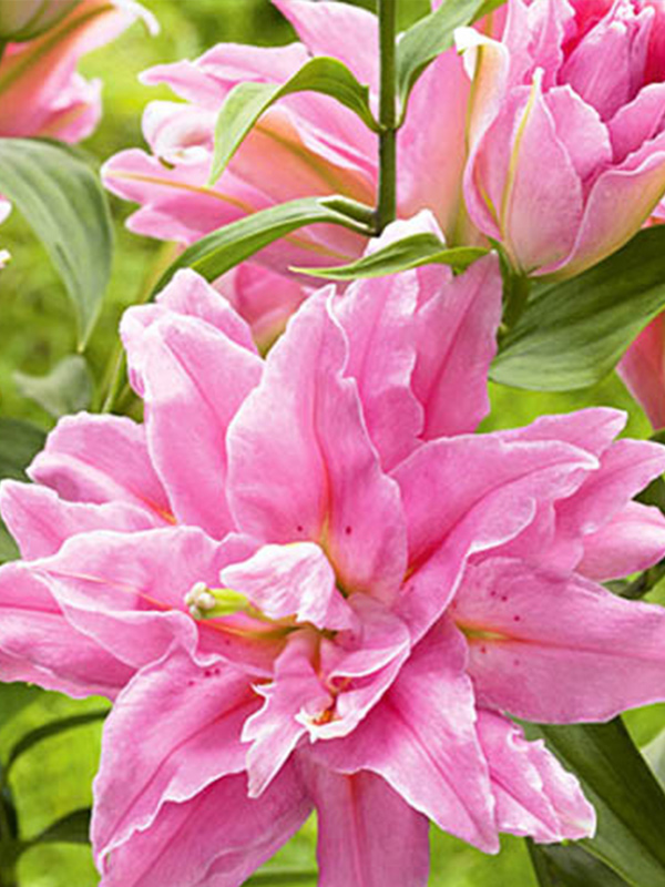 ����� Younigue 14/16 