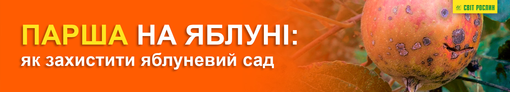 Парша на яблоне: как защитить яблоневый сад Парша на яблоне: как защитить яблоневый сад