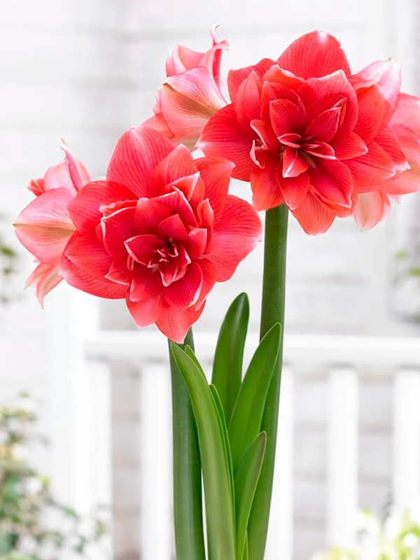 ����������� Double Dream 24/26 