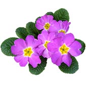 Примула