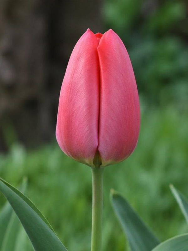 ������� Pink Pride 12+