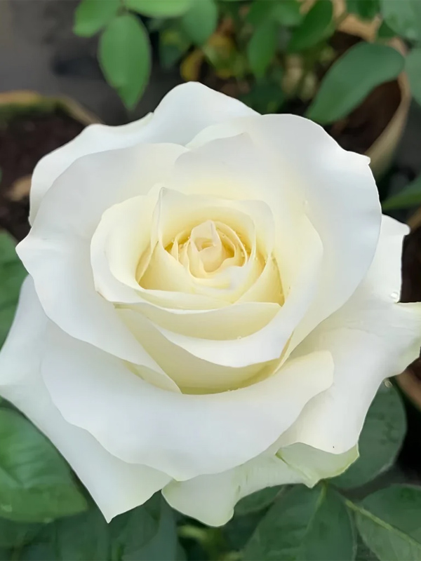  -   (White Chocolate) 4