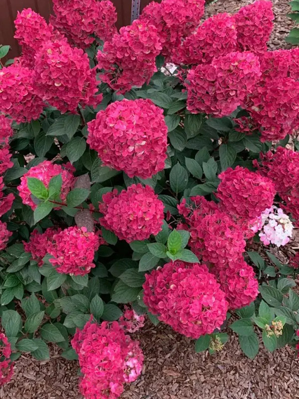 ��������� ��������� ����� (Samarskya Lydia) ����������� �2