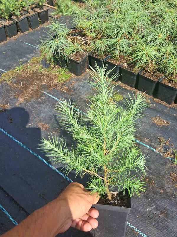   (larix kaempferi) P9